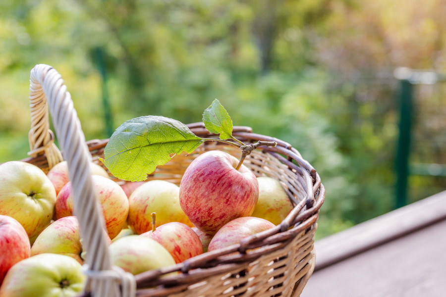 Apfel Apfel